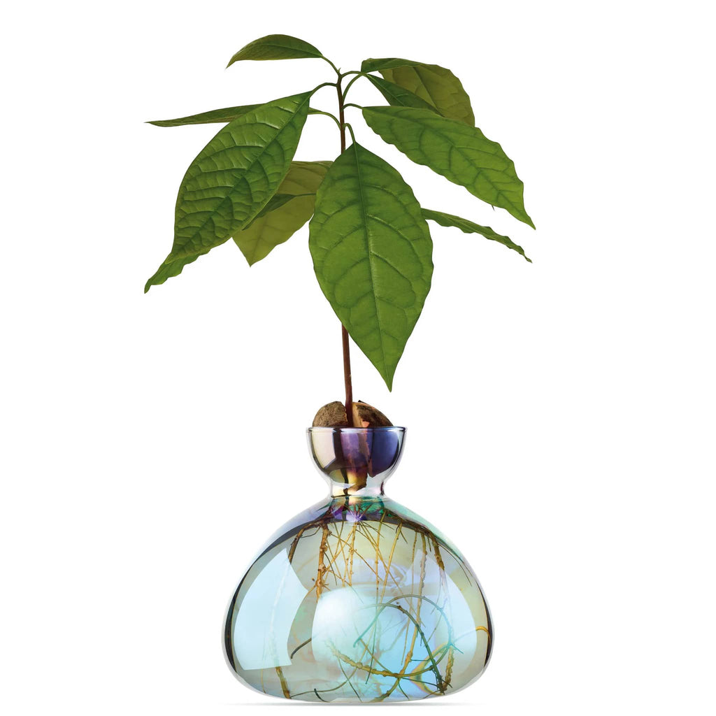 Ilex Studio avocado vase in cosmic lyra, iridescent light aqua blue vase with plant growing.