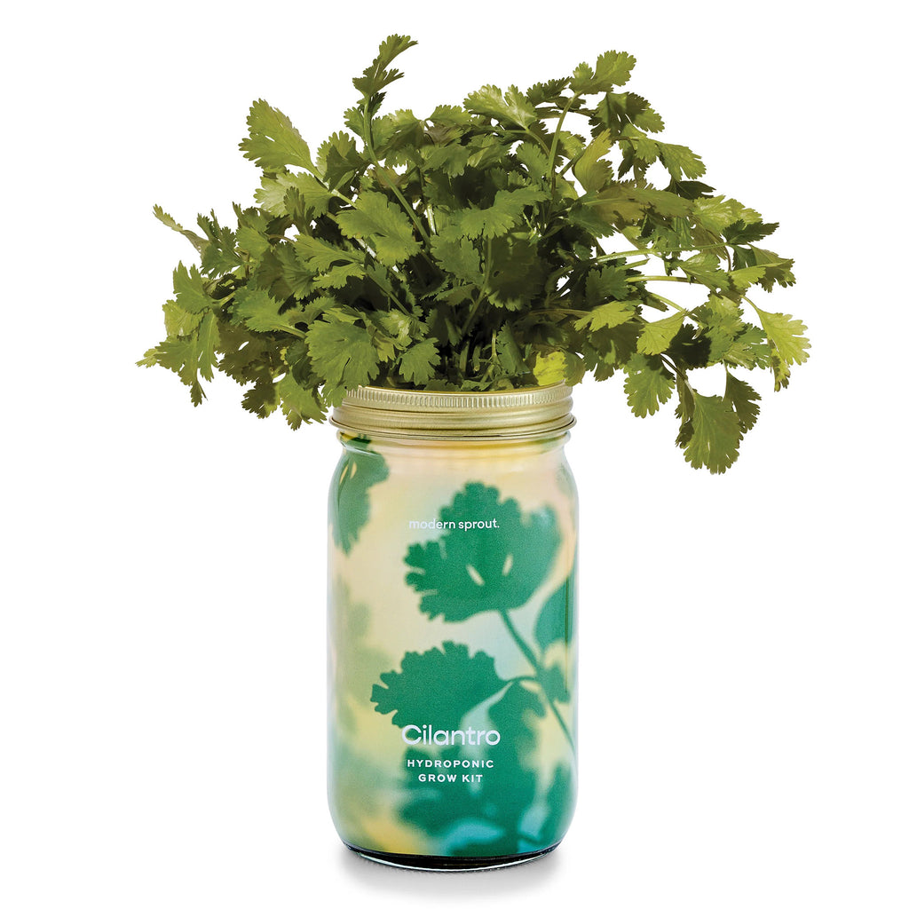 Modern Sprout organic cilantro herb garden jar hydroponic grow kit in mason jar with colorful illustrated leaf sleeve and plant sprouting out of the top.