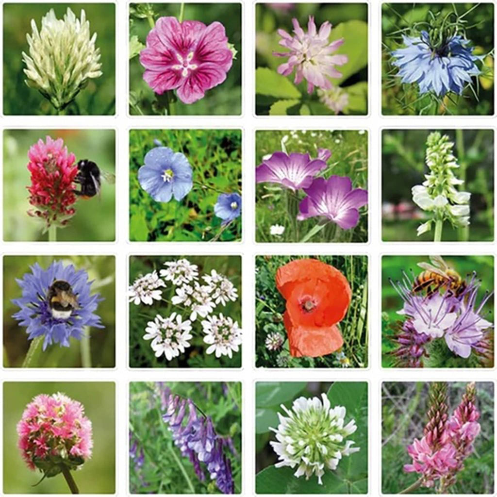 Buzzy Seeds "Dear Teacher" Blossombs Wildflower Seed Balls, grid showing wildflowers included in the seed mix.
