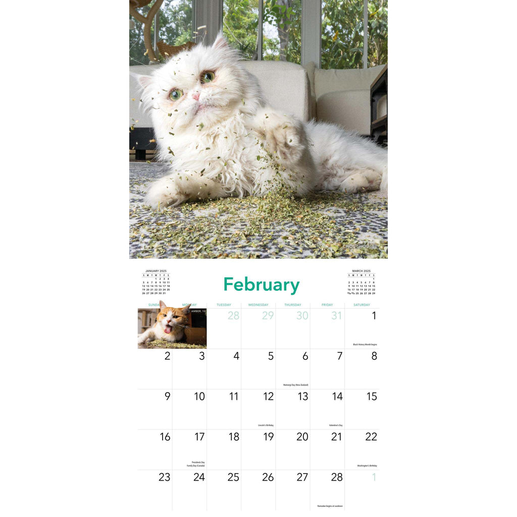 hachette cats on catnip wall calendar