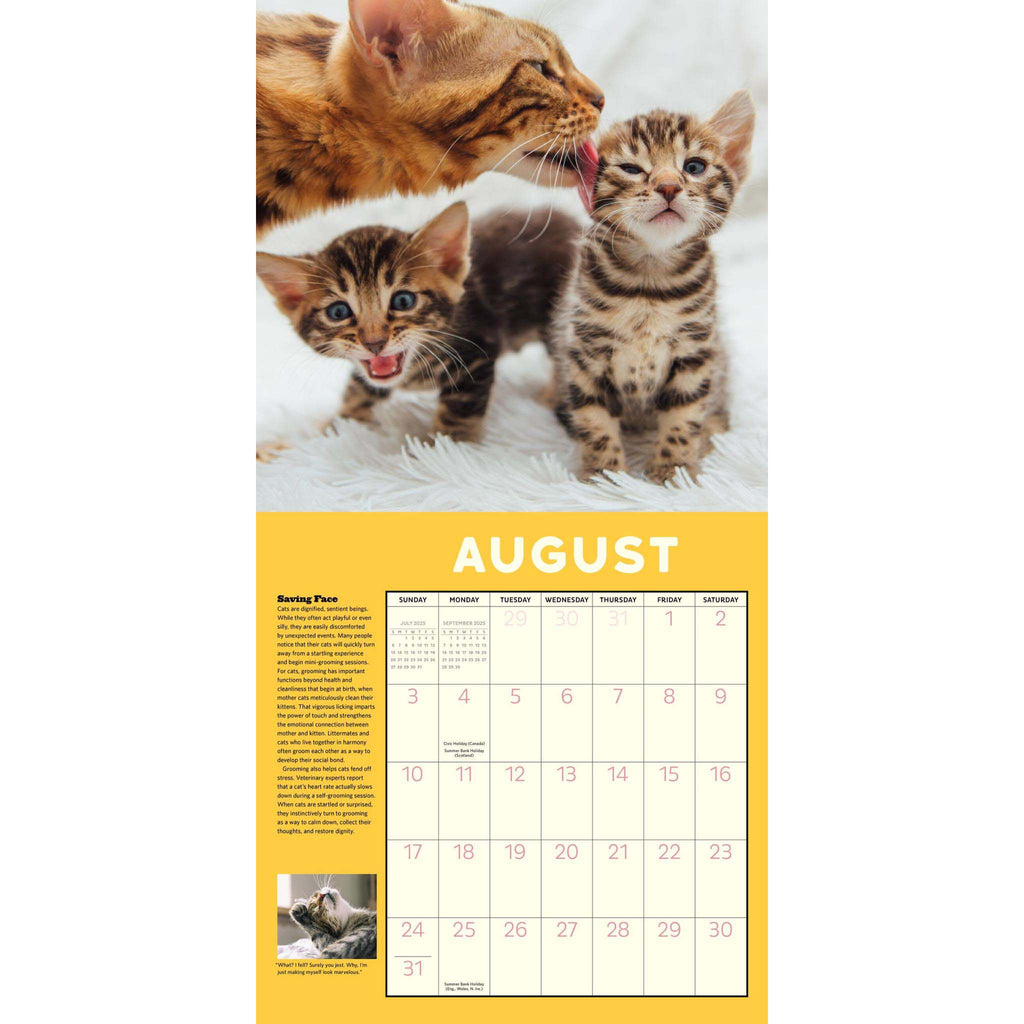 hachette how to speak cat wall calendar