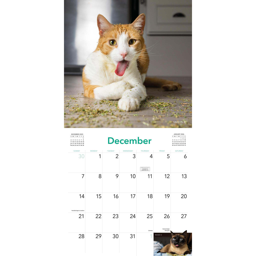 hachette cats on catnip wall calendar