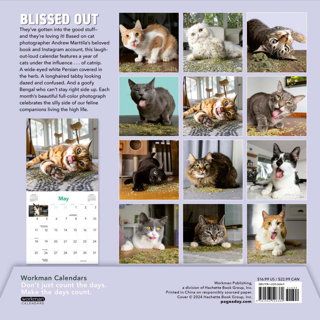 hachette cats on catnip wall calendar