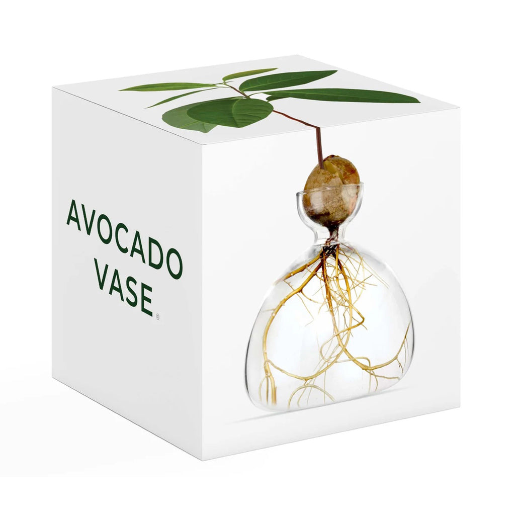 Ilex Studio Avocado Vase, transparent clear glass vase with holder for an avocado pit, white box packaging front, side and top view.