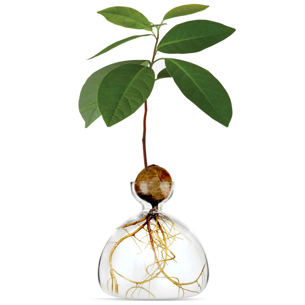 Ilex Studio Avocado Vase, transparent clear glass vase with holder for an avocado pit, with plant growing.