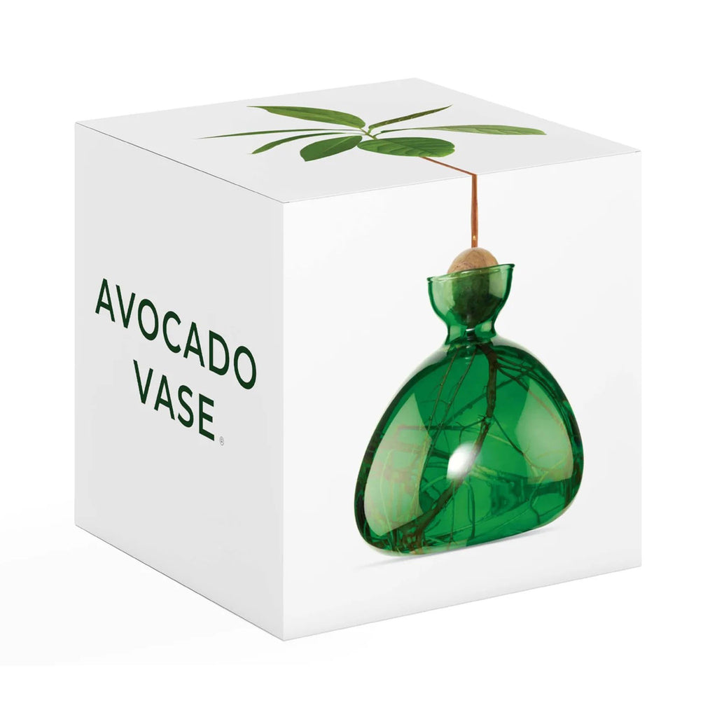 Ilex Studio Avocado Vase, transparent emerald green glass vase with holder for an avocado pit, white box packaging front, side and top view.