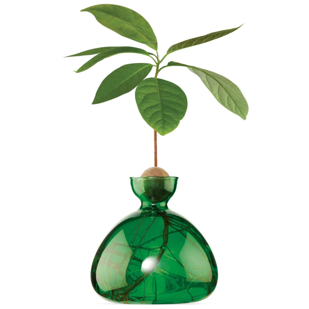 Ilex Studio Avocado Vase, transparent emerald green glass vase with holder for an avocado pit, with plant growing.