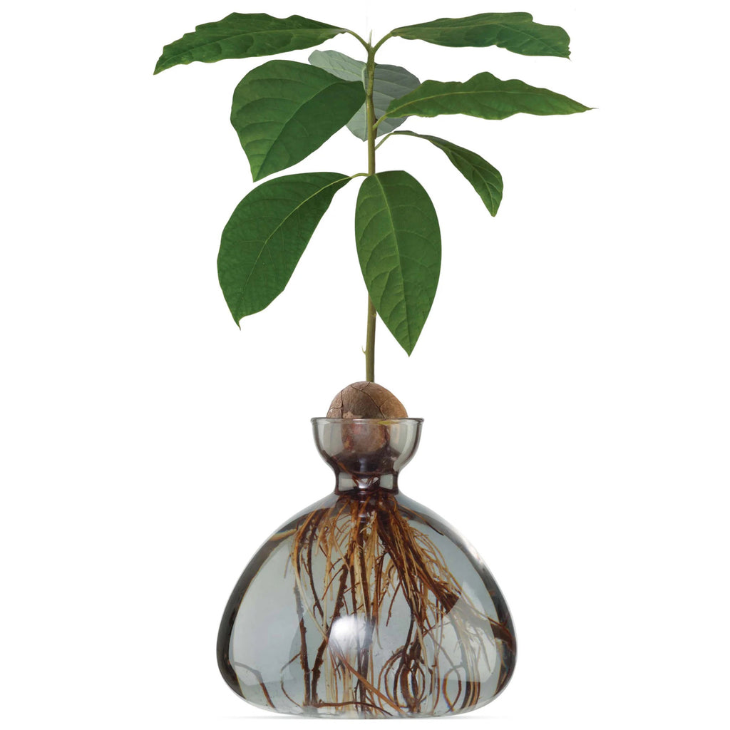 Ilex Studio Avocado Vase, transparent smoke grey glass vase with holder for an avocado pit, with tree growing.