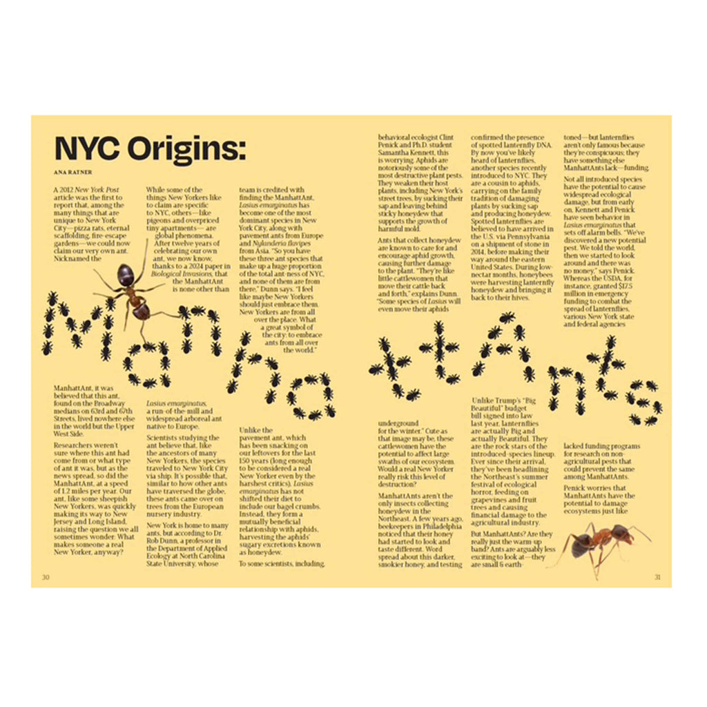 Article about Manhattan ants with illustrations on a yellow background.