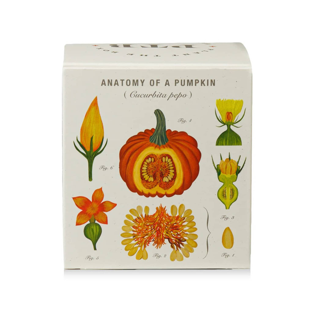 Box with illustrations of a pumpkin and its parts on a white background.