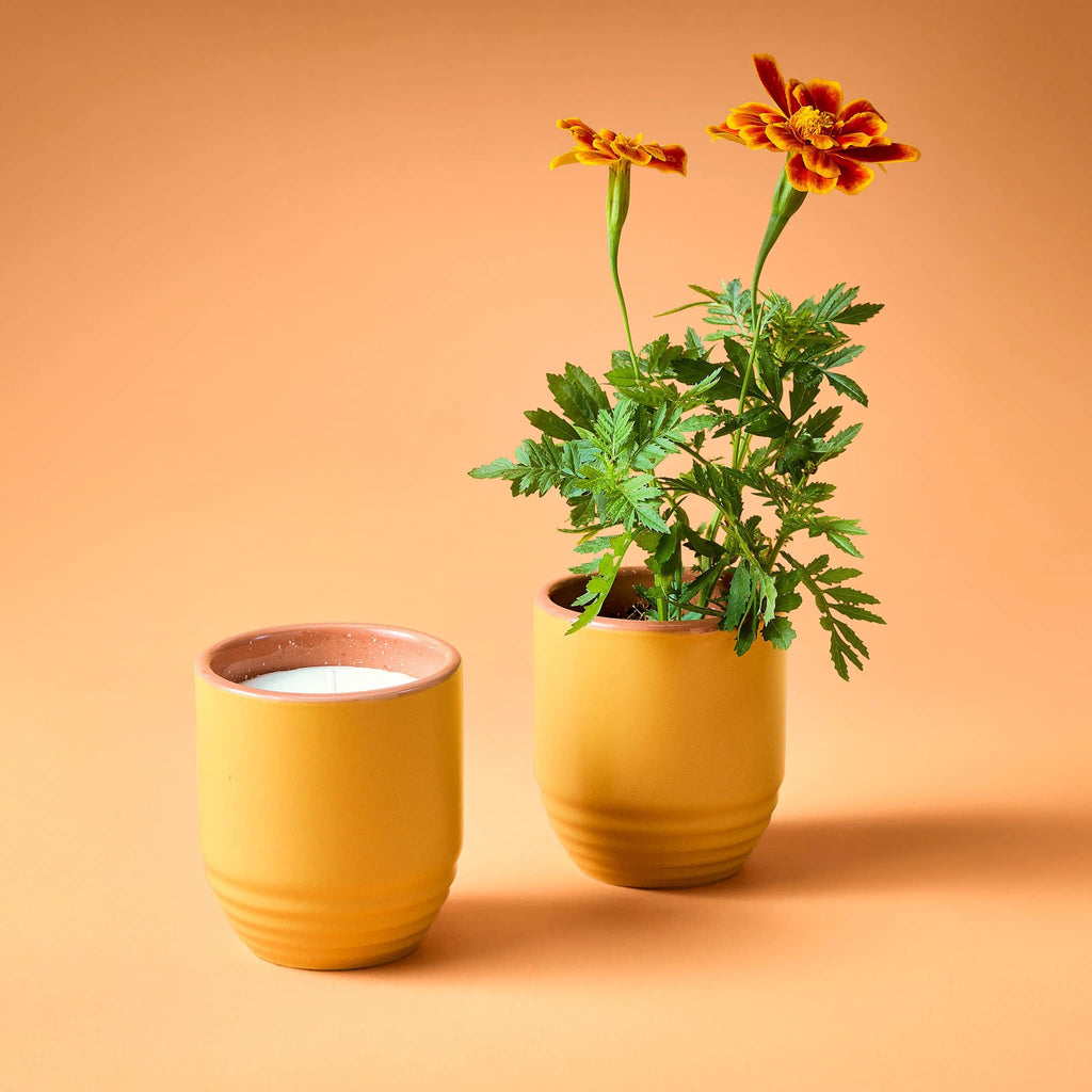 Modern Sprout Last Light Garden Vibes scented soy wax candle with marigold seeds, one with plant growing.