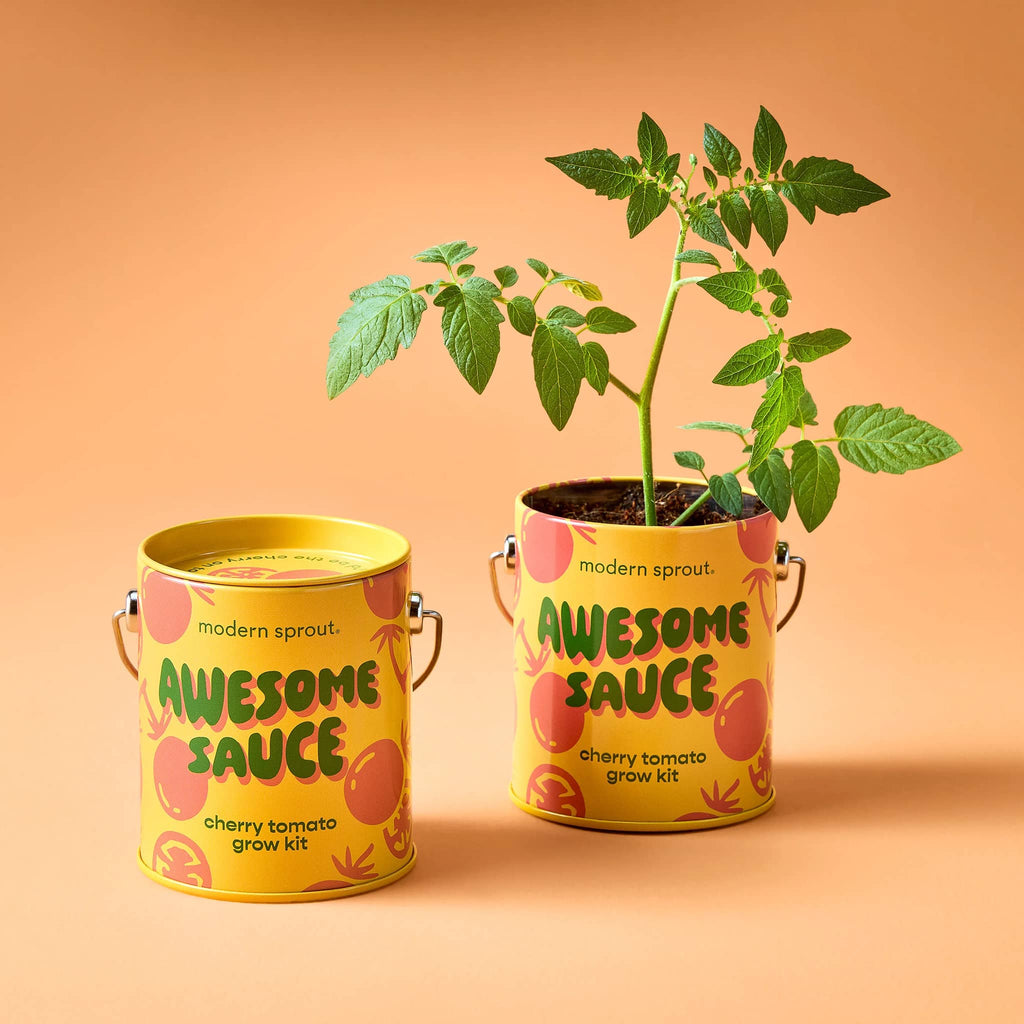 Modern Sprout Cherry Tomato Complimentary Colors Grow Kit in yellow mini paint can packaging, one with plant growing.