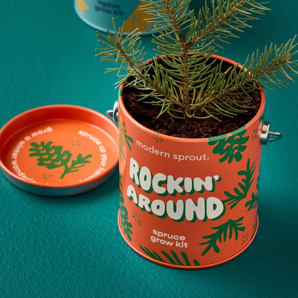 Orange tin with a spruce plant labeled 'modern sprout Rockin' Around spruce grow kit' on a teal background.