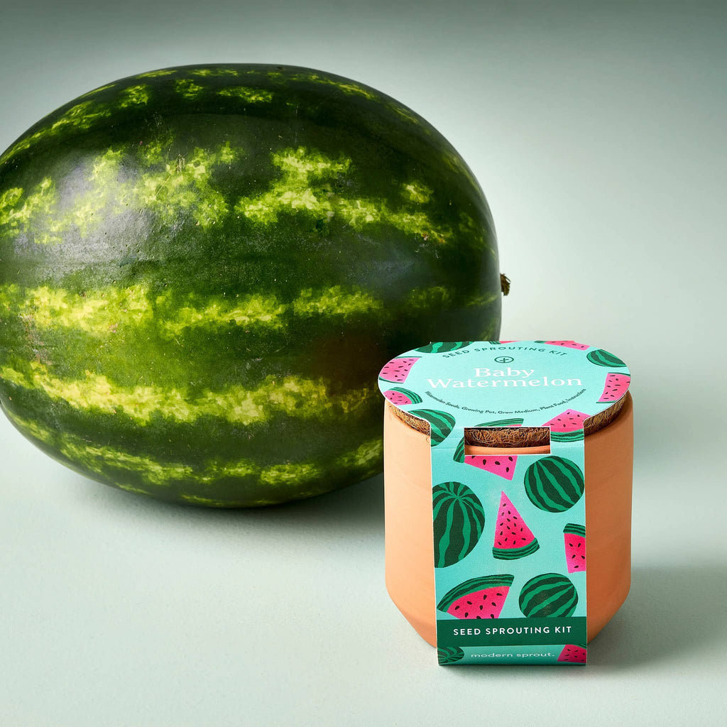 Modern Sprout Baby Watermelon Seed Sprouting Kit in a small terracotta pot with illustrated belly band packaging, front view, with grown watermelon in the background.