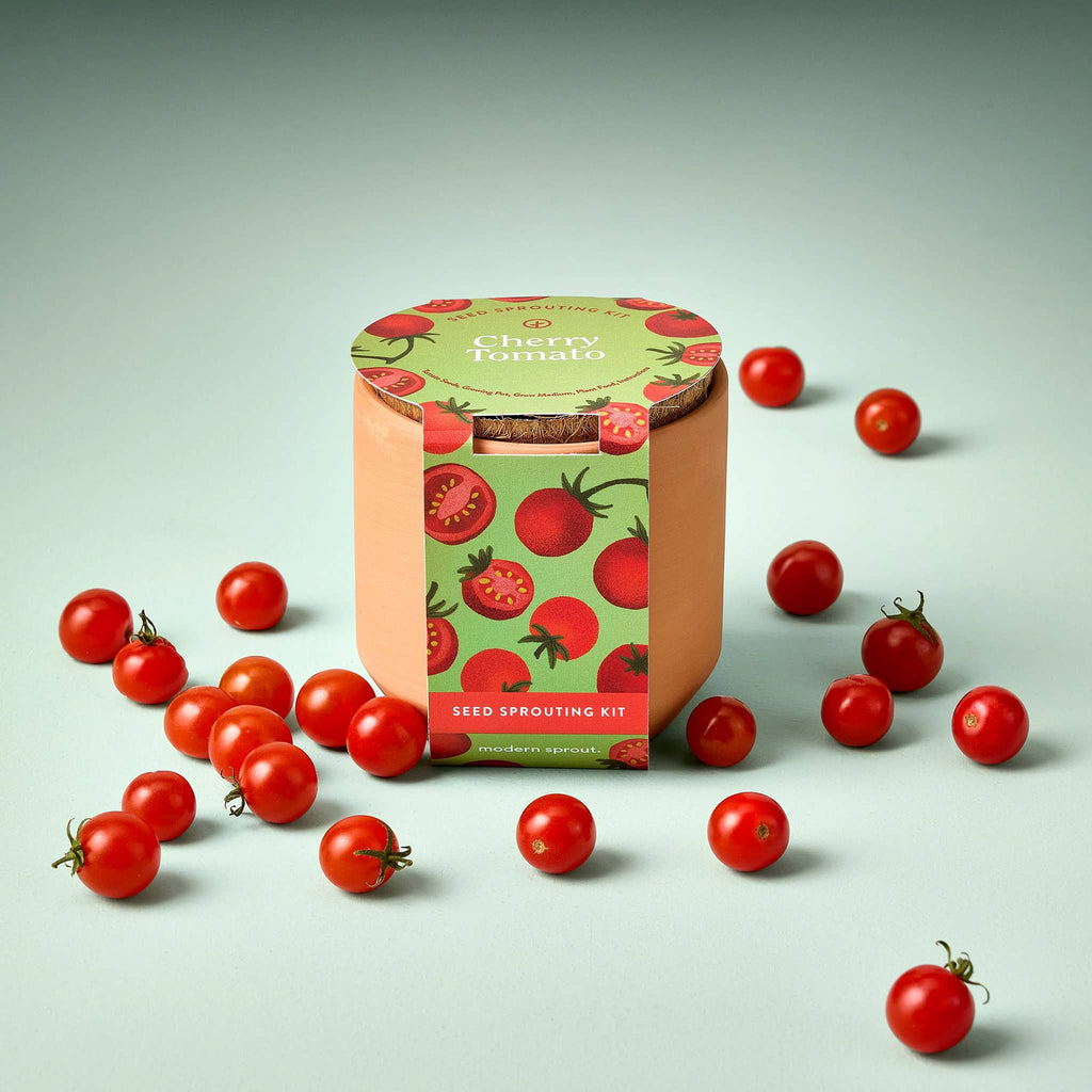 Modern Sprout Cherry Tomato Seed Sprouting Kit in a small terracotta pot with illustrated belly band packaging, front view surrounded by grown cherry tomatoes.