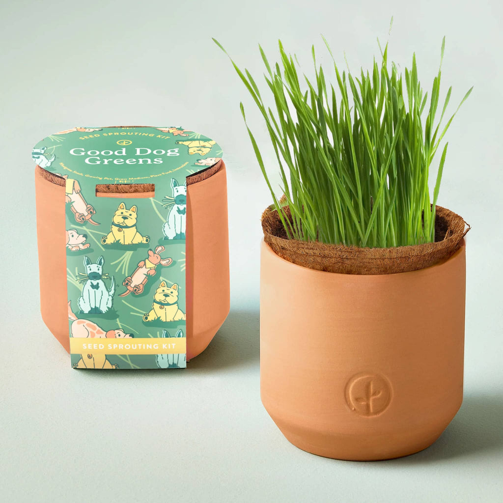Modern Sprout Good Dog Greens Wheatgrass Seed Sprouting Kit in a small terracotta pot with illustrated belly band packaging beside a pot with a grown plant.