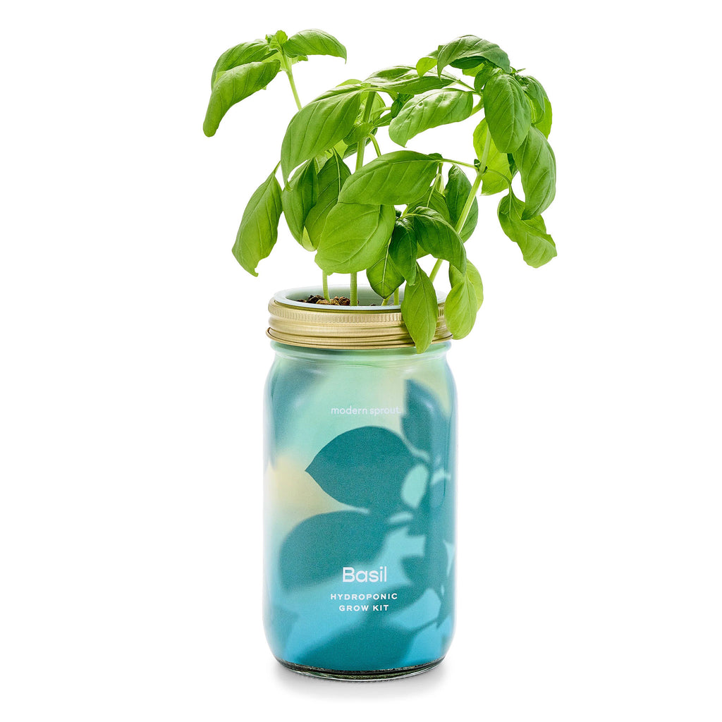 Modern Sprout organic basil herb garden jar hydroponic grow kit in mason jar with colorful illustrated leaf sleeve and plant sprouting out of the top.