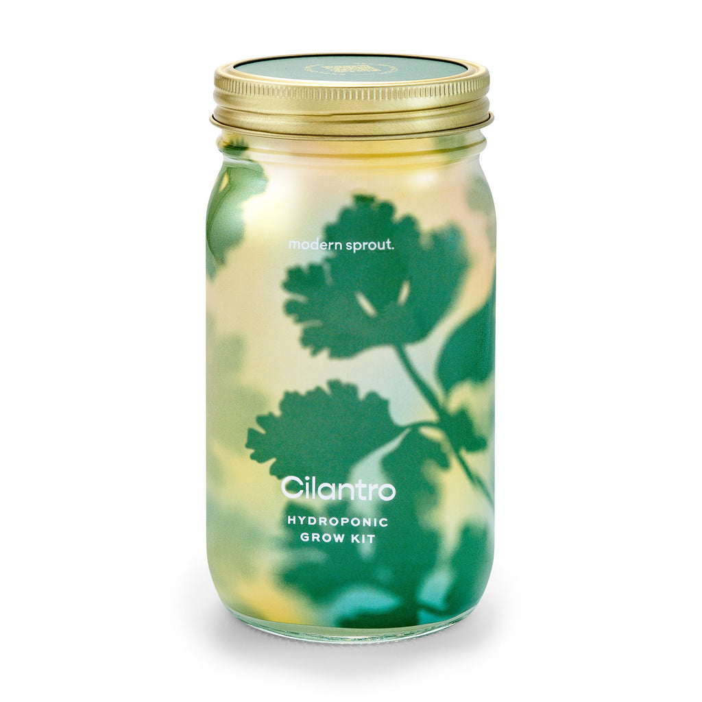 Modern Sprout organic cilantro herb garden jar hydroponic grow kit in mason jar with colorful illustrated leaf sleeve, front view.