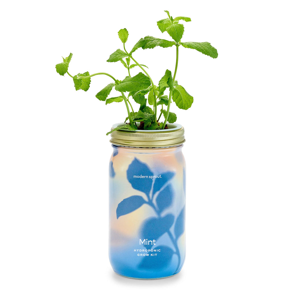 Modern Sprout organic mint herb garden jar hydroponic grow kit in mason jar with colorful illustrated leaf sleeve and plant sprouting out of the top.