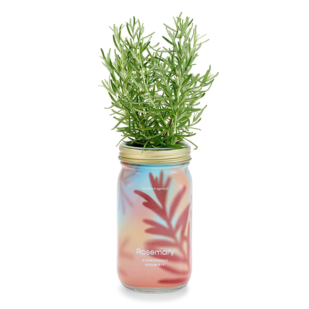 Modern Sprout organic rosemary herb garden jar hydroponic grow kit in mason jar with colorful illustrated leaf sleeve and plant sprouting out of the top.