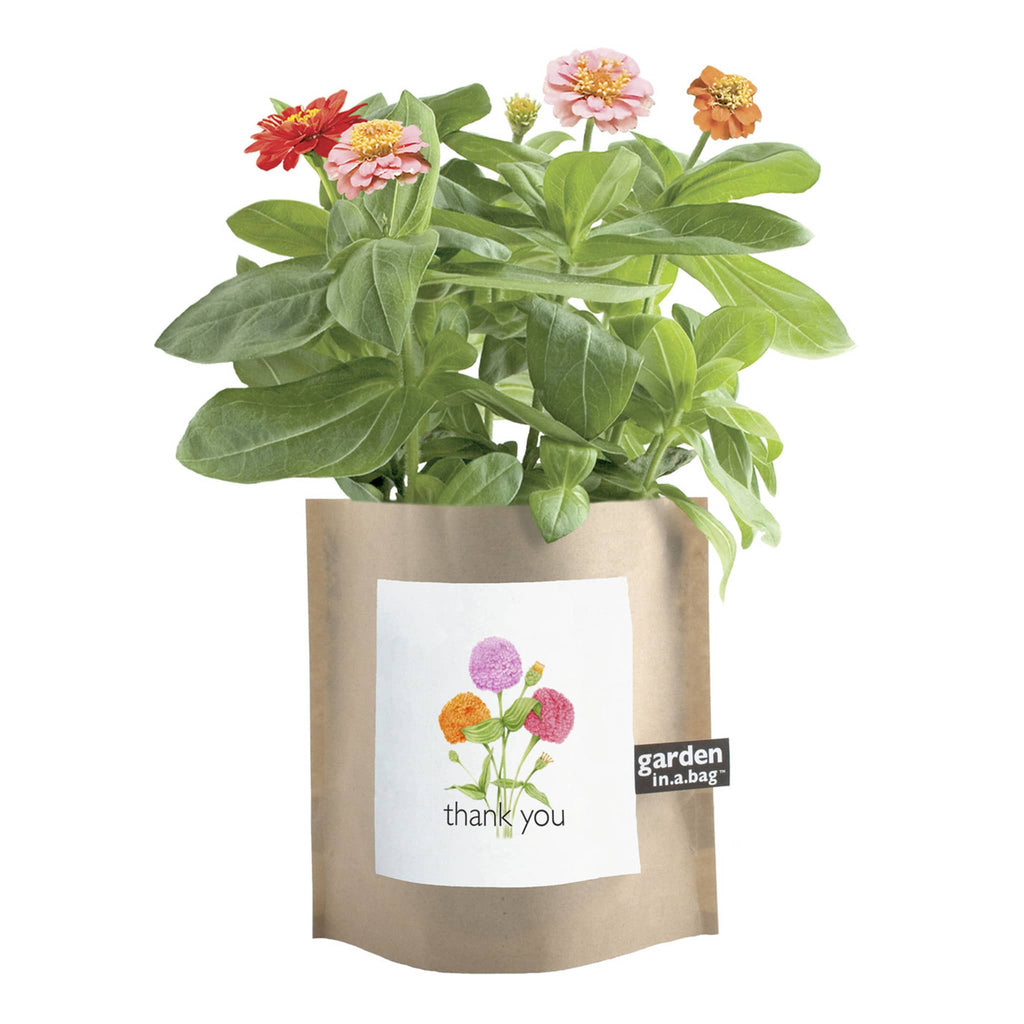 Potting Shed Creations garden in a bag dwarf zinnias in kraft pouch with "thank you" label on the front and zinnia flowers growing out of the top.