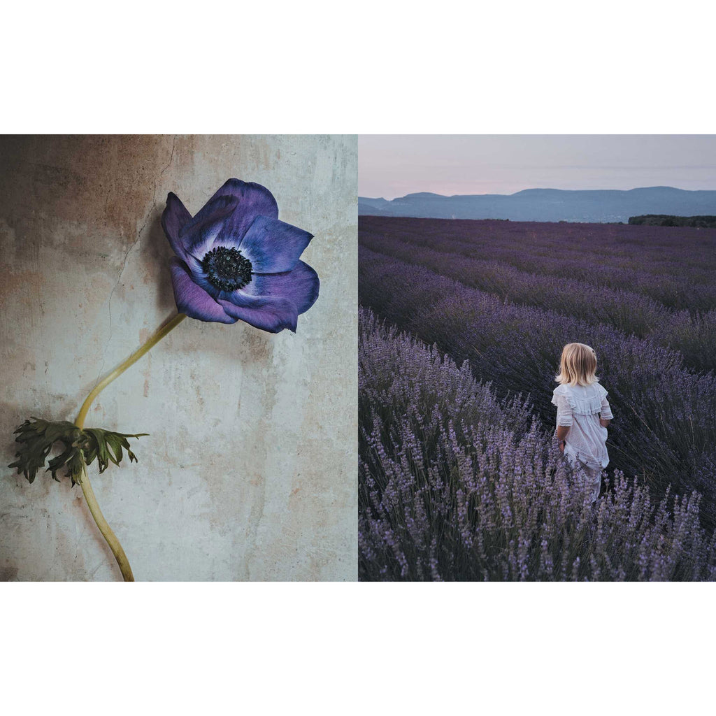 Simon & Schuster The Flowers of Provence by Jamie Beck, sample page with a photo of a single purple flower on the left and a little girl in a white dress in a field of lavender at sunset.