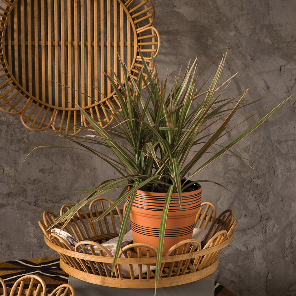accent decor round bloemen wood serving tray with slat bottom and bent arch sides hung on the wall as a decorative piece and used as a holder for a potted plant