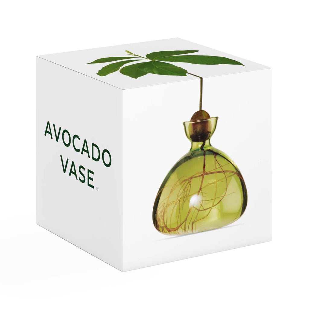 Ilex Studio Avocado Vase, transparent grass green glass vase with holder for an avocado pit, white box packaging front, side and top view. 