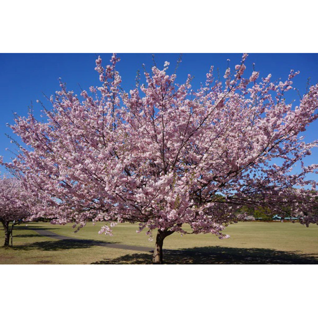 the jonsteen company grow a tree flowering cherry blossom tree seed germination kit full grown pink flowering tree
