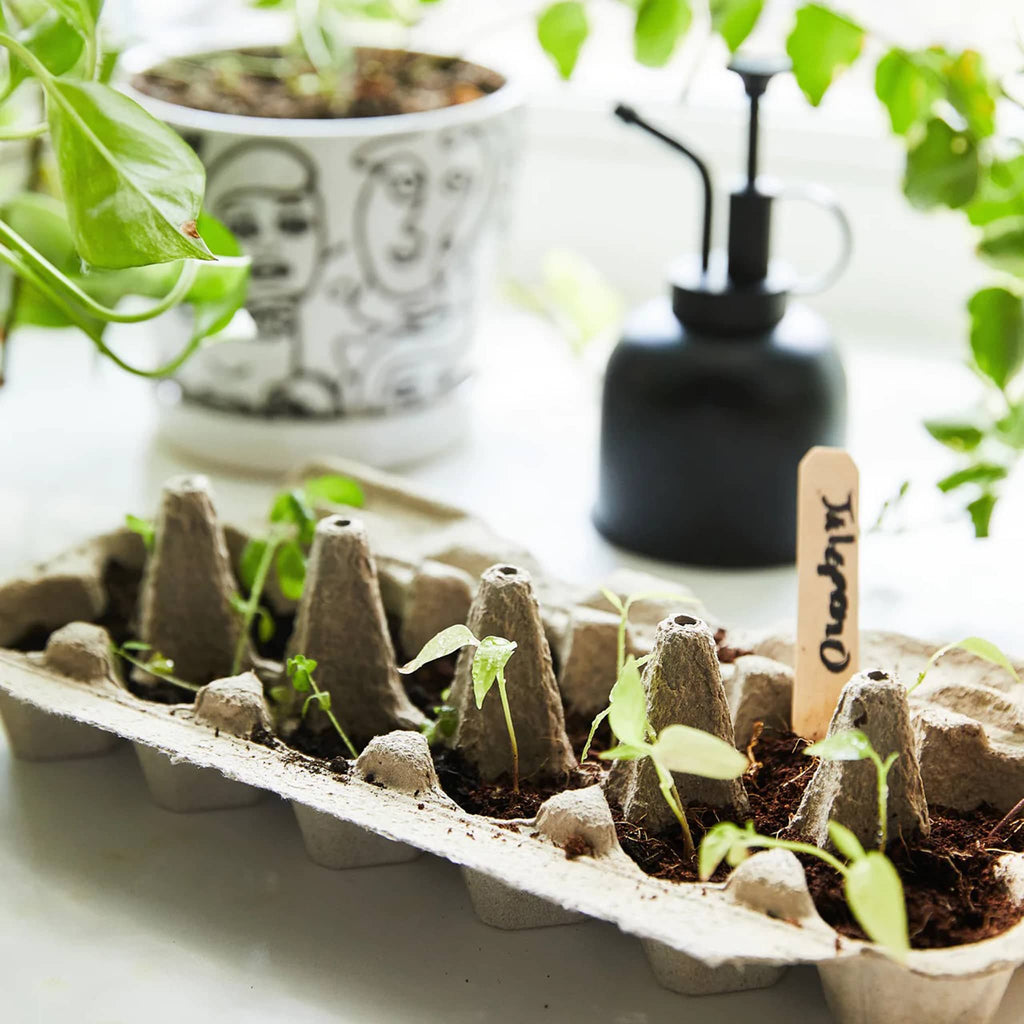 Compostable paper grow tray with seedlings with a white planter, black mister and plant branches in the background.