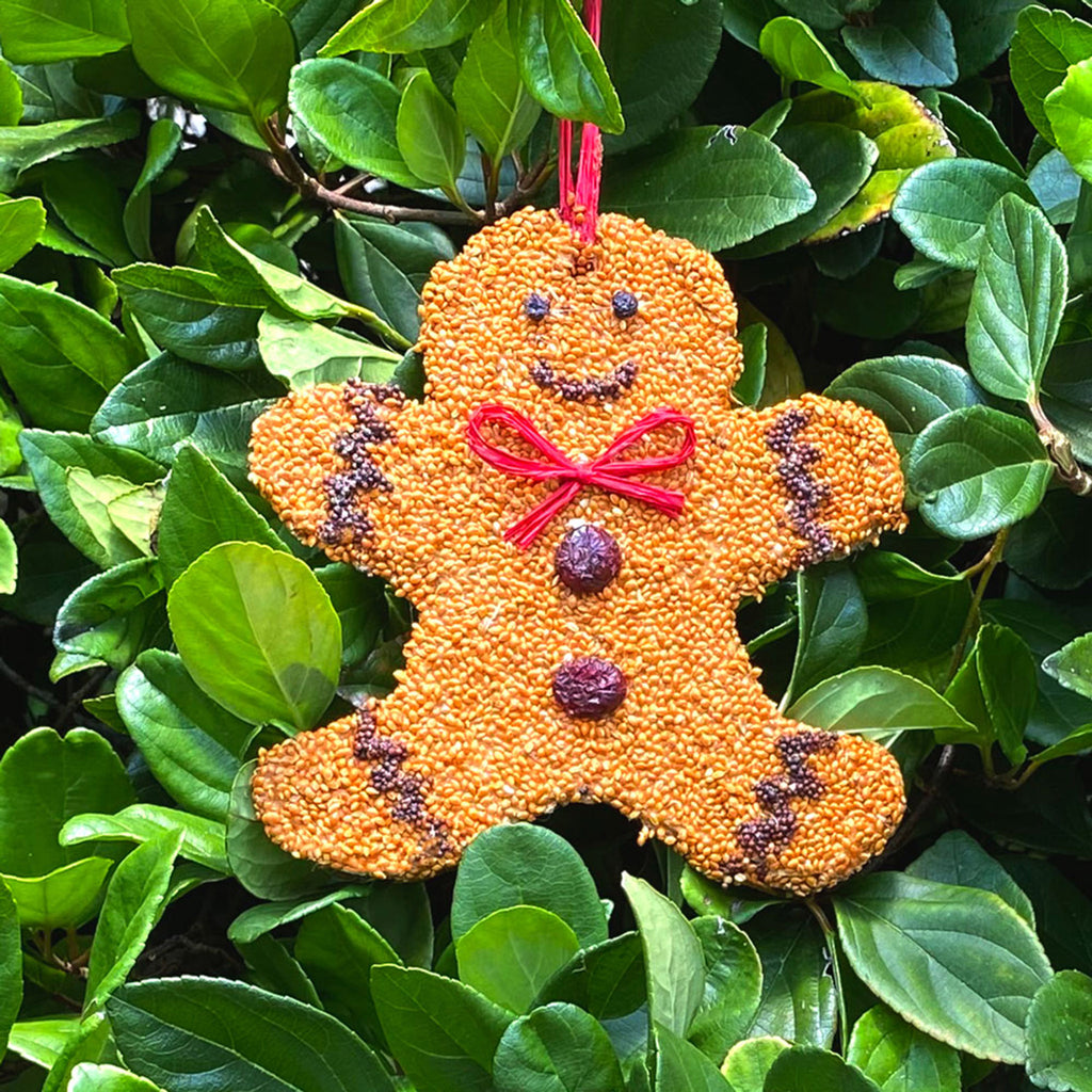 A birdseed treat that looks like a gingerbread man christmas cookie with red raffia hanger, hanging on a green tree.