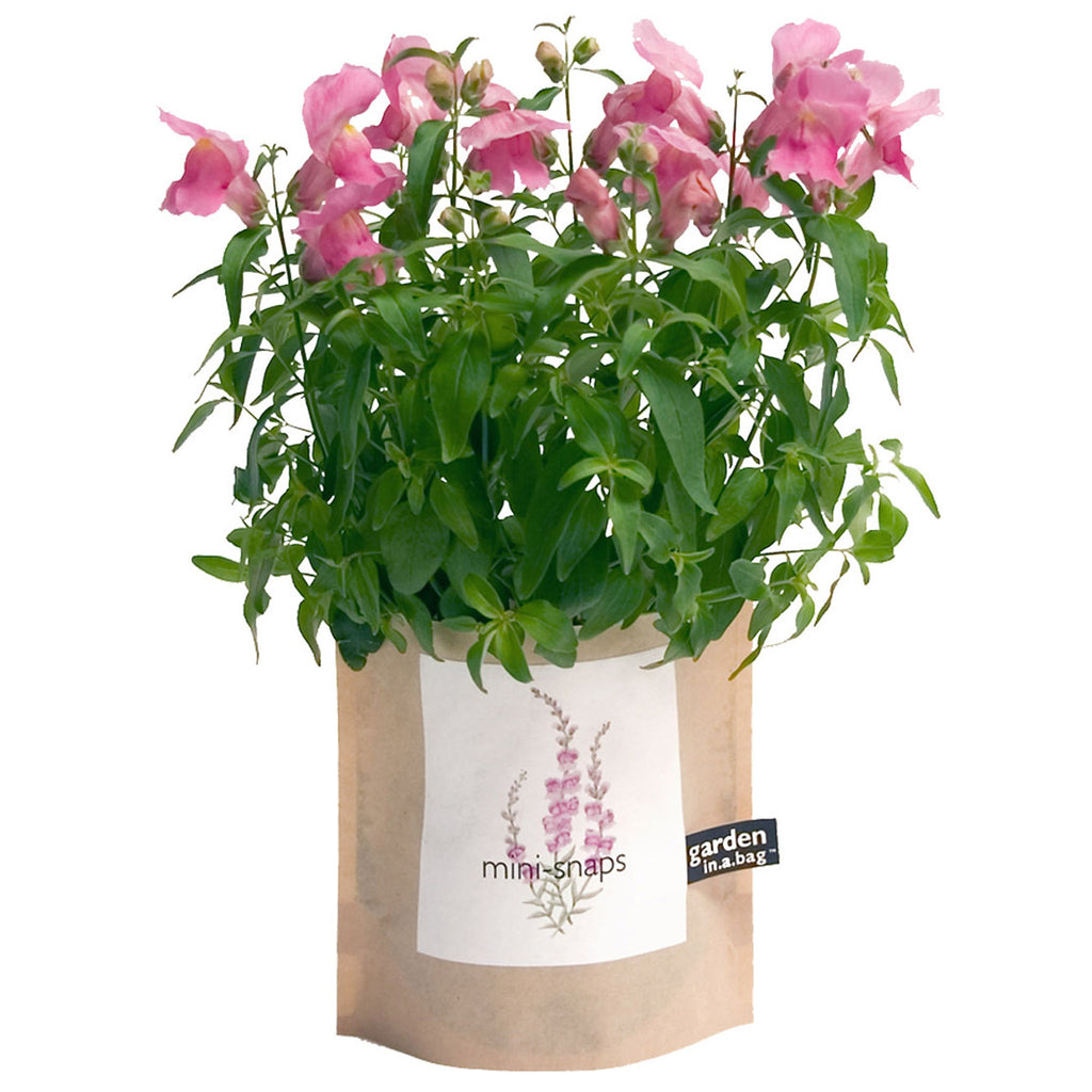 Potting Shed Creations Mini Snaps Garden in a Bag, front of waxed kraft paper bag with label and illustration of sprigs of flowering snapdragons. A flowering mini snapdragon plant is shown growing out of the top of the bag.