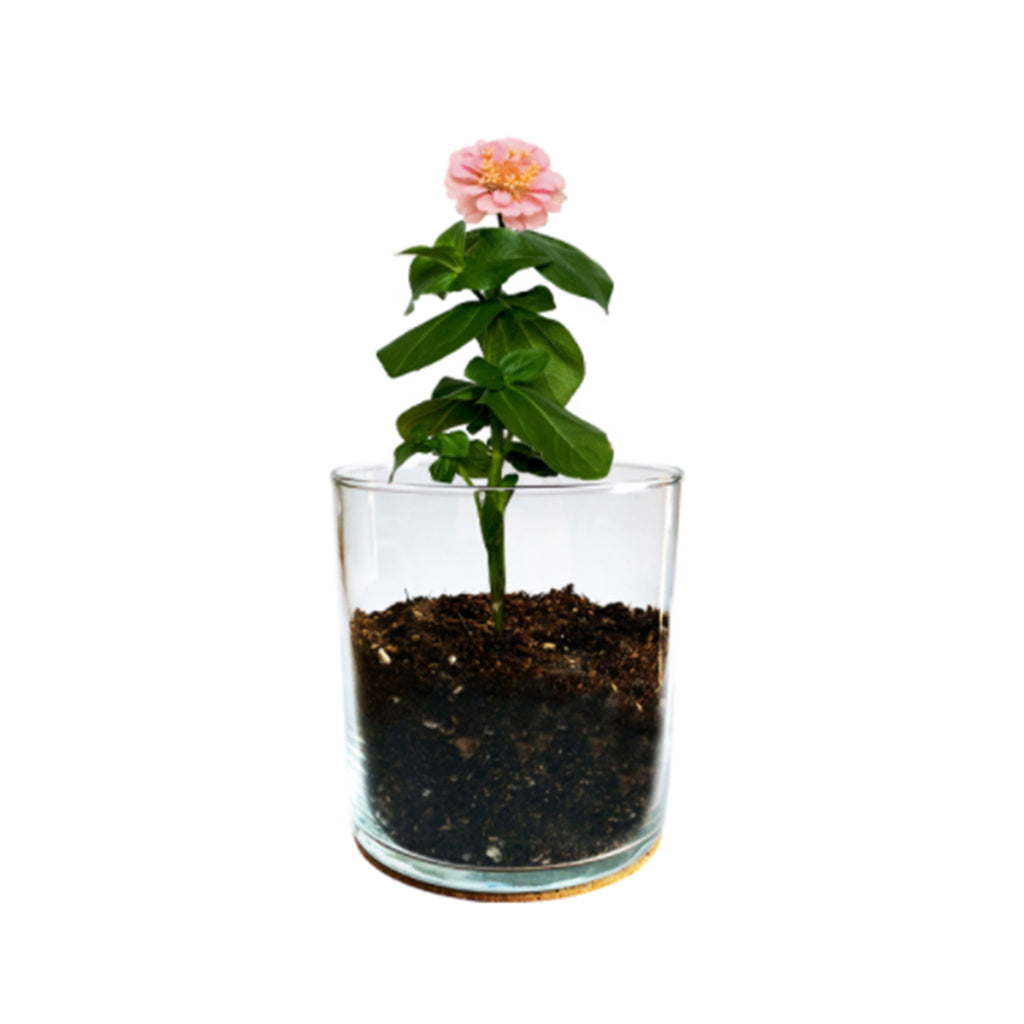 potting shed creations mom flower garden kit with zinnia growing