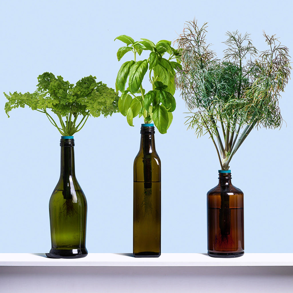 urban leaf culinary classics herb window bottle garden indoor grow kit grown plants in bottles