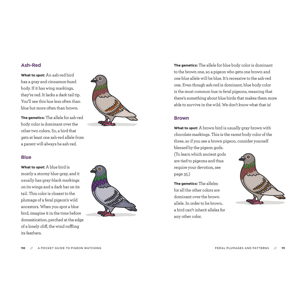 workman a pocket guide to pigeon watching sample page on pigeon coloring and genetics each with a color illustration of a pigeon